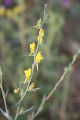 Linaria genistifolia