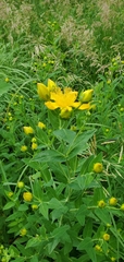 Hypericum ascyron