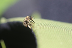 Anthophora furcata