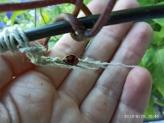 Coccinellidae