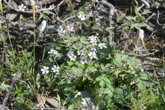 Geranium krylovii