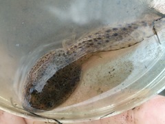 Lithobates sphenocephalus