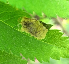 Stigmella sorbi
