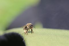 Anthophora furcata