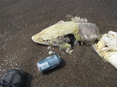 Acipenser fulvescens