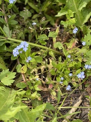 Myosotis sylvatica