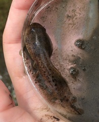 Lithobates sphenocephalus