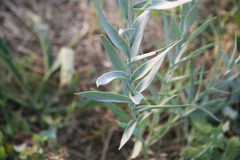 Linaria genistifolia