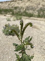 Phacelia denticulata