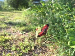 Zygaena erythrus