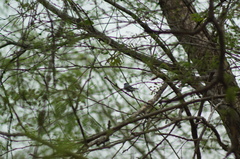 Polioptila albiloris