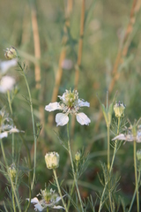 Nigella arvensis