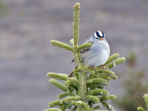 White-crowned Sparrow