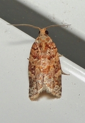 Argyrotaenia floridana