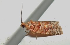 Argyrotaenia floridana