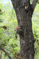 Tillandsia streptophylla