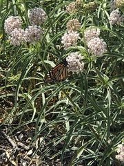 Danaus plexippus