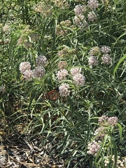 Danaus plexippus