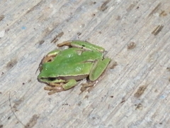 Hyla walkeri