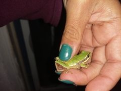 Hyla walkeri
