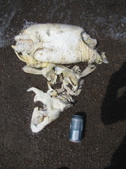 Acipenser fulvescens