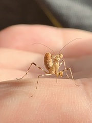 Pnigomantis medioconstricta