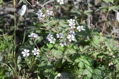 Geranium krylovii
