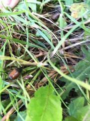 Phyllopertha horticola