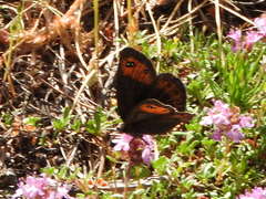 Erebia triarius