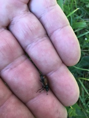 Phyllopertha horticola