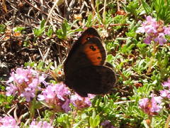 Erebia triarius