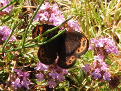 Erebia triarius