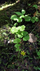 Ranunculus lapponicus