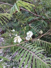 Acaciella angustissima