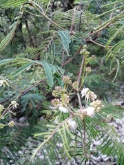 Acaciella angustissima