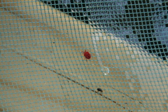 Trombidium holosericeum