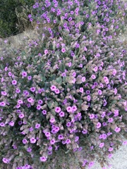 Mirabilis multiflora pubescens
