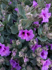 Mirabilis multiflora pubescens