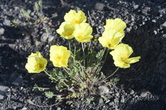 Papaver pulvinatum