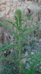 Magnoliopsida