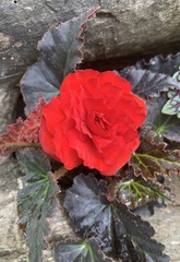 Begonia × tuberhybrida