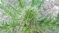 Magnoliopsida