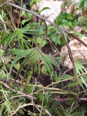 Ipomoea × multifida