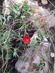 Ipomoea × multifida