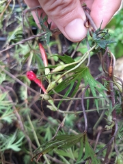 Ipomoea × multifida