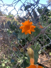 Thunbergia gregorii