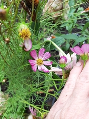 Cosmos parviflorus