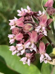 Rhyssomatus lineaticollis