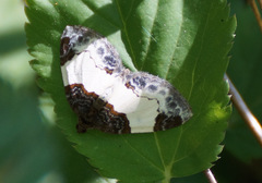 Mesoleuca albicillata