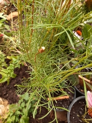 Cosmos parviflorus
